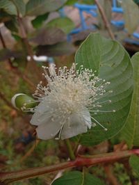 plant