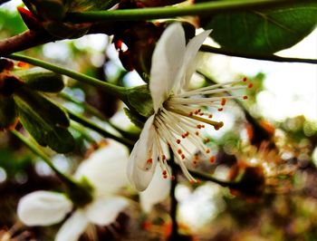 Close-up of white flowers on branch