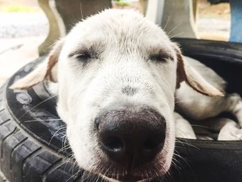 Close-up portrait of dog