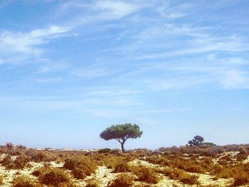 View of trees on landscape against cloudy sky