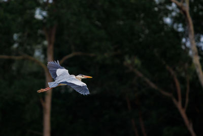 Seagull flying in a forest