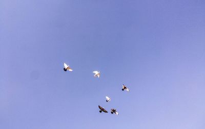 Low angle view of birds flying against blue sky