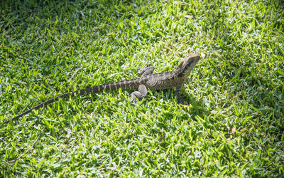 Lizard on green grass