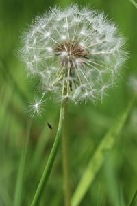 Close-up of dandelion on plant