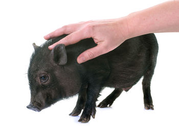 Cropped hand of person touching piglet against white background