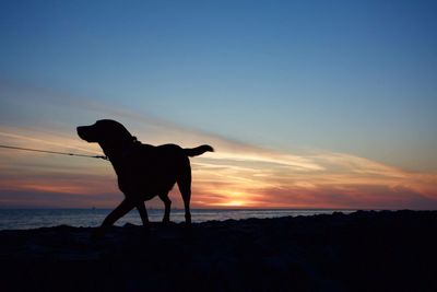 Silhouette dog standing on beach against sky during sunset