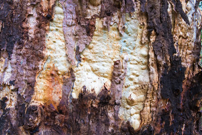 Full frame shot of tree trunk rock