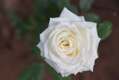 Close-up of white rose