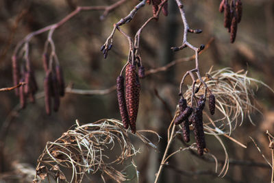 Close-up of alder tree catkins hanging outdoors by lake 