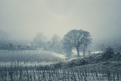 Trees on field against sky during winter