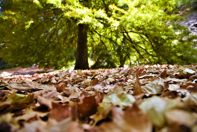 Close-up of autumn leaves on tree