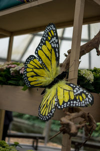 Close-up of butterfly pollinating on flower