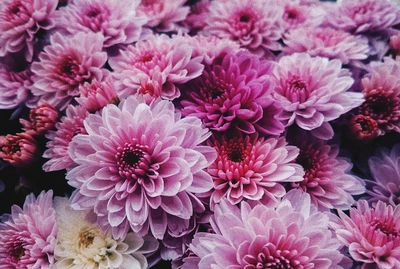 Close-up of pink dahlia blooming outdoors