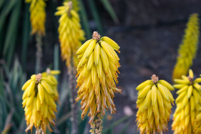 Kniphofia yellow red hot poker flowers in a garden.