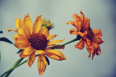 Close-up of orange flower against white background