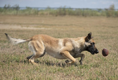 View of a dog running on field