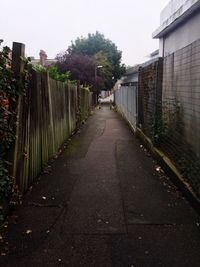 Empty road along trees