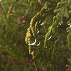 Close-up of water drops on plant