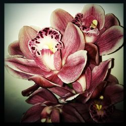 Close-up of pink flowers