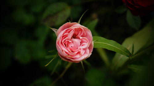 Close-up of pink rose