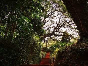 Low angle view of trees by house in forest