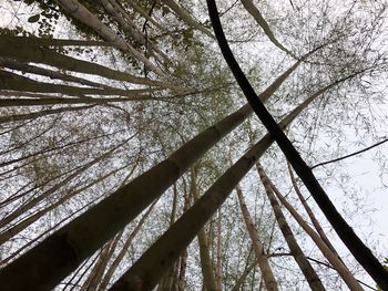 Low angle view of bamboo trees in forest