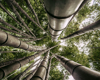 Low angle view of bamboo trees in forest