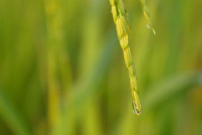 Close-up of wet crops