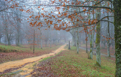 Scenic view of trees in forest during autumn