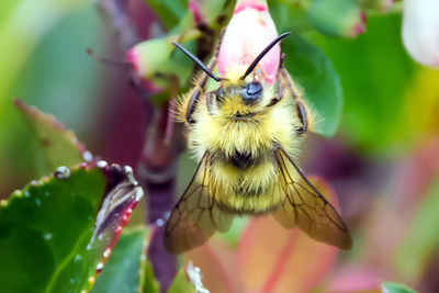 Close-up of bee on flower