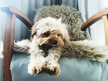 Portrait of dog relaxing at home