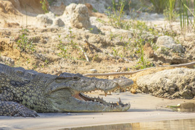animal wildlife