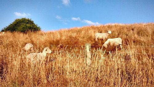 Hay bales on field