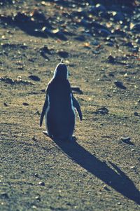 Rear view of a bird on beach