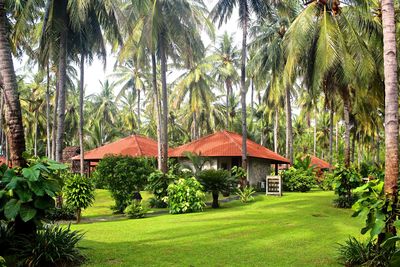 Gazebo by palm trees