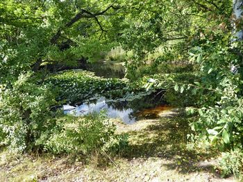 Scenic view of lake in forest