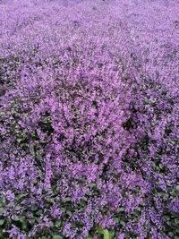 High angle view of pink flowering plants on field