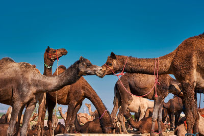 Low angle view of camels against clear sky