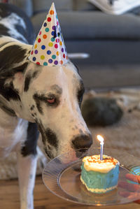 Close-up of dog with birthday cake at table