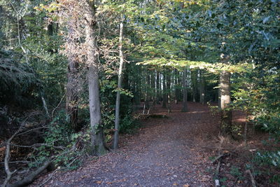 Trees in forest against sky