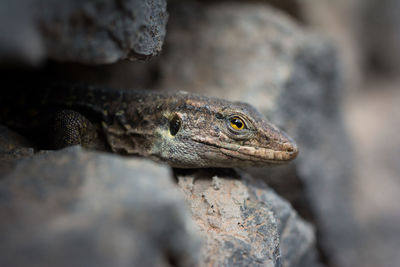 Close-up of lizard on rock