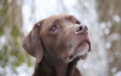 Close-up of dog