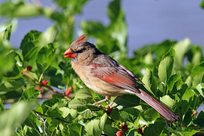 Close-up of bird perching on tree branch