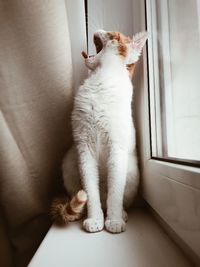 Cat sitting on window at home