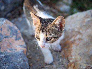 Close-up portrait of a cat