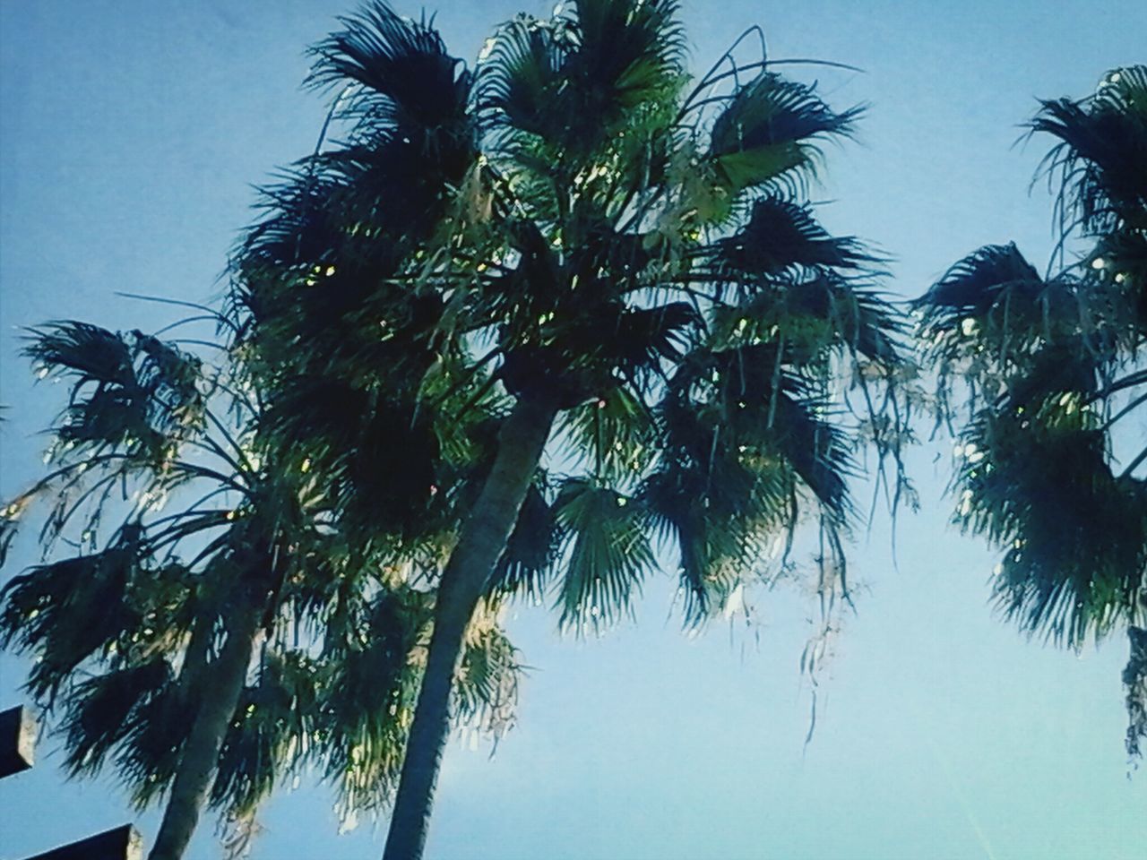 palm tree, low angle view, tree, growth, clear sky, blue, tree trunk, coconut palm tree, palm leaf, sky, nature, tranquility, branch, beauty in nature, tropical tree, tall - high, leaf, palm frond, day, outdoors