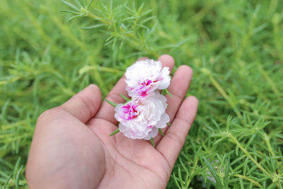Close-up of hand holding pink flower on field