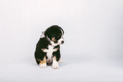 Portrait of a dog over white background