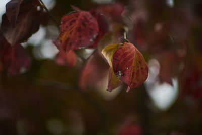 Close-up of red flowers