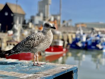 Close-up of bird perching